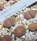 画像2: verruculosa C230-C【25-10】 (2)