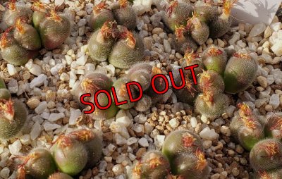 画像1: stephanii ssp. helmutii SB1120【25-12】