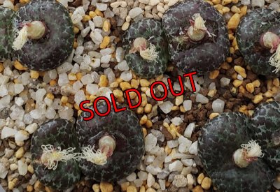 画像1: mundum LAV28653 NS4　【25-12】