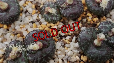 画像2: mundum LAV28653 NS4　【25-12】