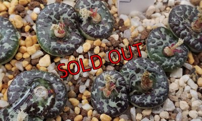 画像2: mundum LAV28653 NS7　【25-12】