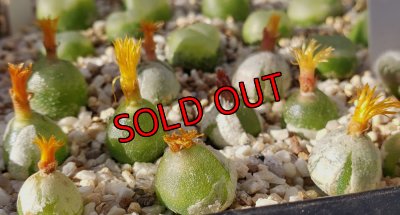 画像1: hammeri　【25-12】