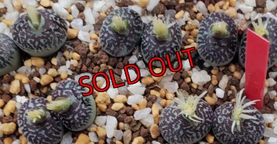 画像2: witte bergense RR714/CR16-A　2H【25-12】