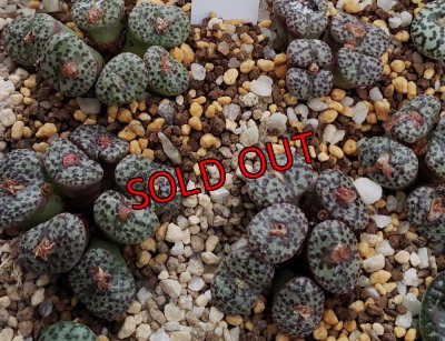 抜いてしばらくは写真の様にシワがよります。