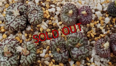 画像1: obcordellum picturatum SB622【25-12】