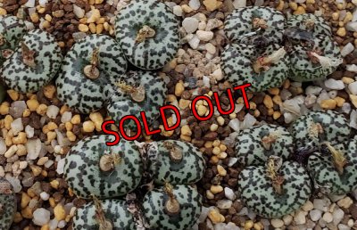 画像2: ursprungianum TS603【25-12】