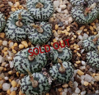 画像1: ursprungianum TS603【25-12】