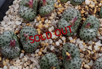 画像2: 紅絞り/2H【25-12】