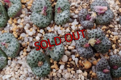 画像1: 紅絞り/2H【25-12】