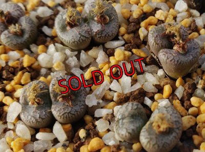 画像2: Comptonii SB814【25-12】