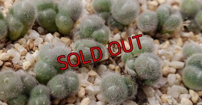 画像2: stephanii ssp abductum SB1119【25-12】