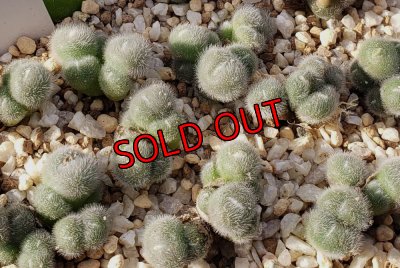 画像1: stephanii ssp abductum SB1119【25-12】