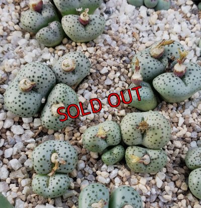 画像1: stenandrum SB1986【25-12】