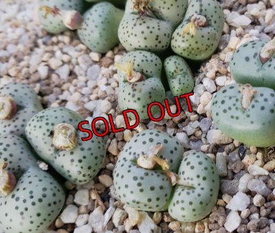 画像2: stenandrum SB1986【25-12】