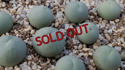 画像1:  calculus Vanrhynsdorp【25-12】