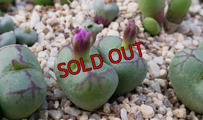 画像1: ficiforme 八重垣姫　2H【25-12】