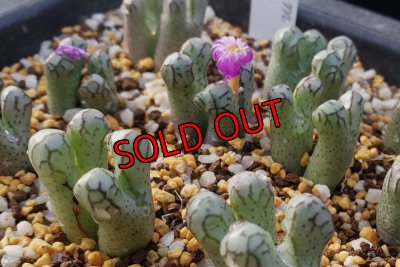 画像1:  turrigerum COP334-3　【25-12】