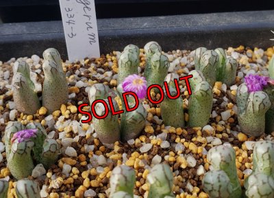 画像2:  turrigerum COP334-3　【25-12】