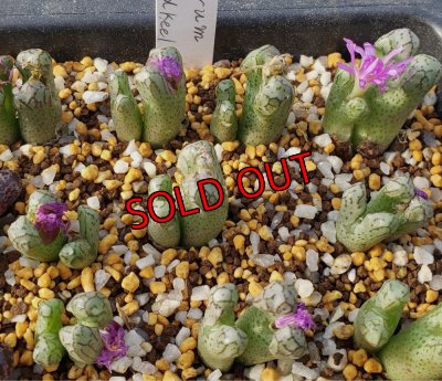 画像2: turrigerum  HK Red  keel【25-12】