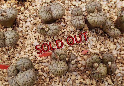 画像1: pellucidum neohallii　Makin7966【25-12】