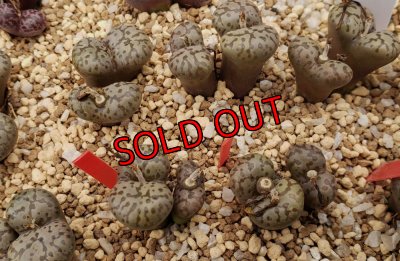 画像2: pellucidum neohallii　Makin7966【25-12】