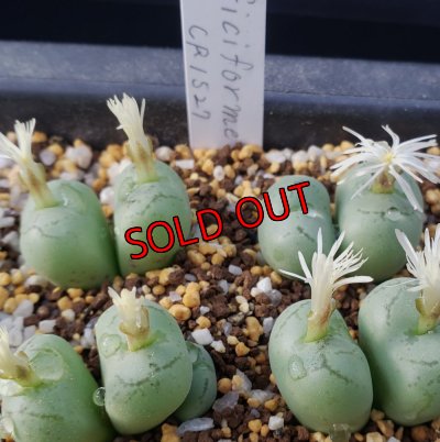 画像1: ficiforme fossuiatum CR1527/2H【25-12】