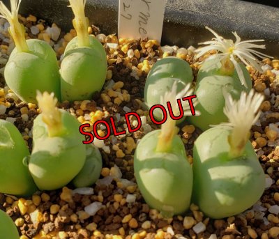 画像2: ficiforme fossuiatum CR1527/2H【25-12】