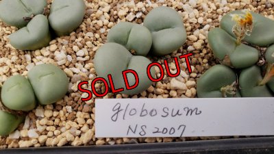 画像1: globosum NS2007 【25-12】