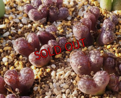 画像2: pellucidum ssp. neohalii  ”Makin`s Plum”T3/4H【25-12】