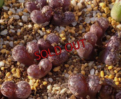 画像1: pellucidum ssp. neohalii  ”Makin`s Plum”T3/4H【25-12】