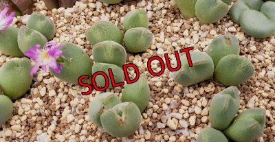 画像2: danielii（旧/jarmillae）/【25-12】