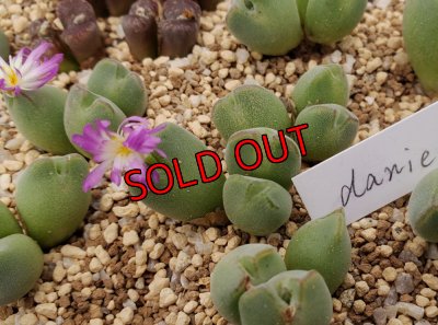 画像1: danielii（旧/jarmillae）/【25-12】