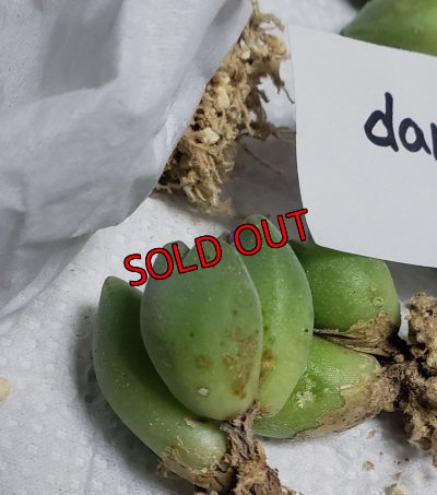 A/傷やシミがあるものがあります。