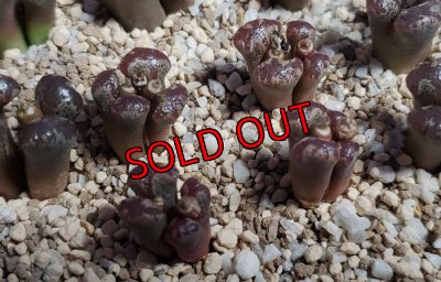 画像3: terricolor Window【25-12】