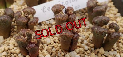 画像2: terricolor Window【25-12】