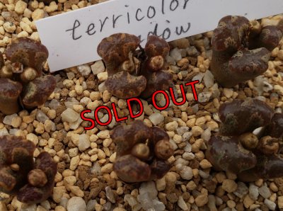 画像1: terricolor Window【25-12】