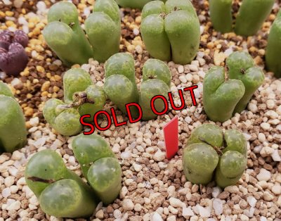 画像2: pellucidum SH 2496 Omega Green【25-12】