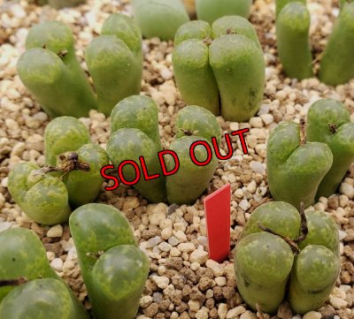 画像1: pellucidum SH 2496 Omega Green【25-12】