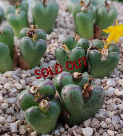 画像2: longibracteatum TWPB6749/4H【25-12】