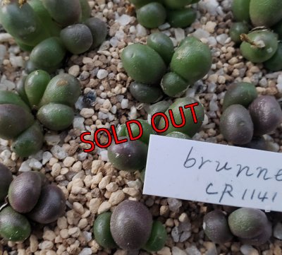 画像2: brunneuｍ　CR1141 【25-12】