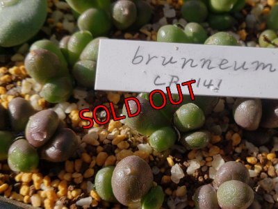 画像1: brunneuｍ　CR1141 【25-12】