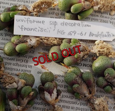 子株が外れそうなので皮はあまり剝いでません