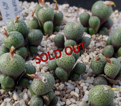 画像1: uviforme subsp. decoratum KG189-61【25-12】