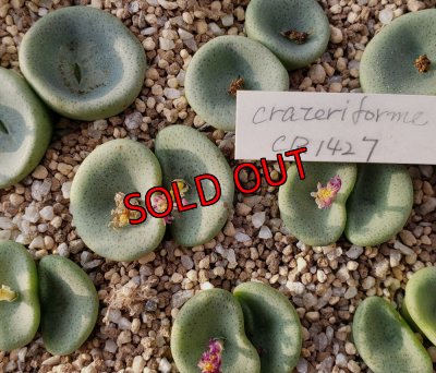 画像1: crateriforme CR.1427 /2H【25-12】