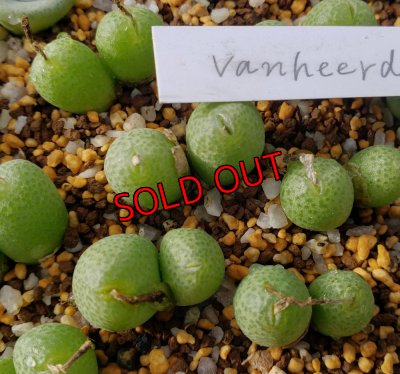 画像1: vanheerdei RR1261【25-12】