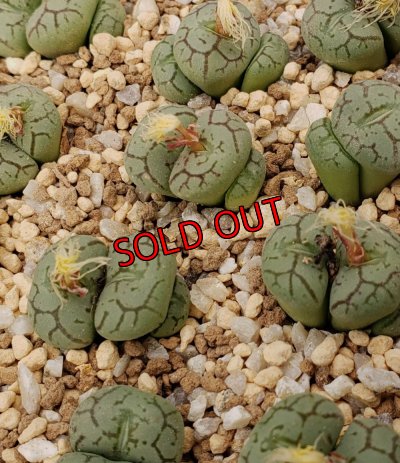 画像2: Scitulum ex,Tischer【25-12】