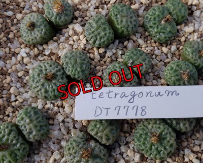画像1: tetragonum DT7778　【25-12】