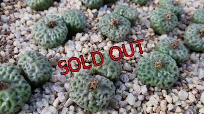 画像2: tetragonum DT7778　【25-12】