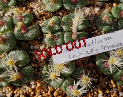 画像2:  obcordellum Lepld`s Grave【25-12】