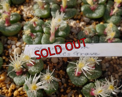 画像1:  obcordellum Lepld`s Grave【25-12】